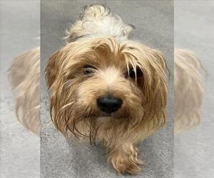 Mutt Dogs for adoption in Forestville, MD, USA
