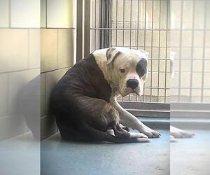 American Pit Bull Terrier Dogs for adoption in Riverside, CA, USA