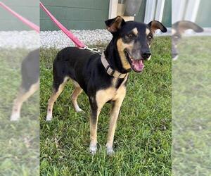 Miniature Pinscher-Unknown Mix Dogs for adoption in Naples, FL, USA