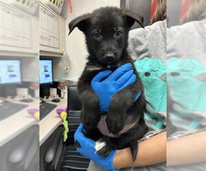German Shepherd Dog Dogs for adoption in Stockton, CA, USA