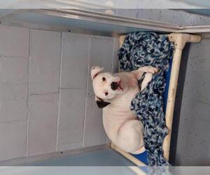 American Bulldog Dogs for adoption in Standish, MI, USA