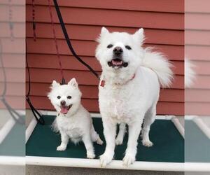 Pomeranian Dogs for adoption in Fargo, ND, USA