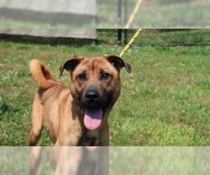 Black Mouth Cur Dogs for adoption in Charlotte, NC, USA
