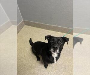 Dachshund-Unknown Mix Dogs for adoption in Las Vegas, NV, USA