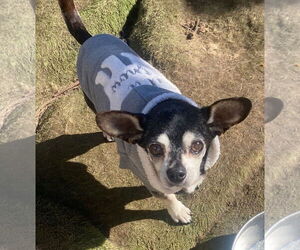 Chihuahua-Unknown Mix Dogs for adoption in Newport Beach, CA, USA