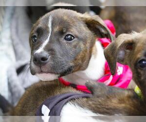 American Staffordshire Terrier-Unknown Mix Dogs for adoption in Tallahassee, FL, USA
