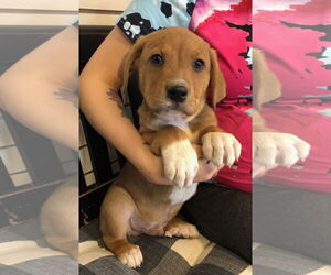 Saint Bernard-Unknown Mix Dogs for adoption in Amarillo, TX, USA