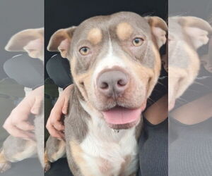 American Pit Bull Terrier Dogs for adoption in Hillsboro, NH, USA