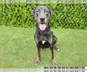 Labrador Retriever Dogs for adoption in West Palm Beach, FL, USA