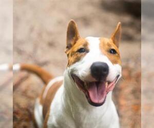 Bull Terrier Dogs for adoption in Gainesville, FL, USA