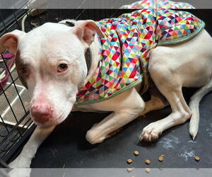 American Pit Bull Terrier Dogs for adoption in La Vergne, TN, USA