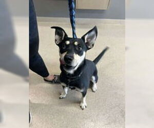 Mutt Dogs for adoption in Oskaloosa, IA, USA