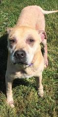 American Pit Bull Terrier Dogs for adoption in Kendallville, IN, USA