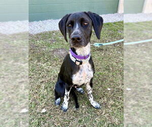 Medium Photo #1 German Shorthaired Shepherd Puppy For Sale in Naples, FL, USA