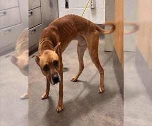 Mutt Dogs for adoption in Forestville, MD, USA