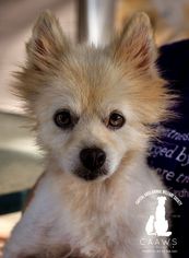 Medium Photo #1 Pomeranian Puppy For Sale in Baton Rouge, LA, USA