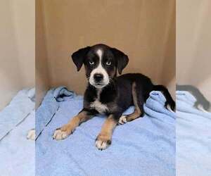 Labrador Retriever-Unknown Mix Dogs for adoption in Clarkesville, GA, USA