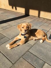 Golden Pyrenees Dogs for adoption in Rancho Santa Margarita, CA, USA