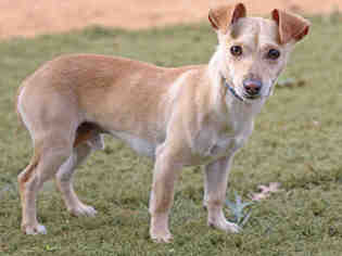 Chiweenie Dogs for adoption in Tallahassee, FL, USA