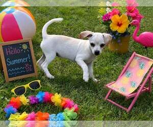Chihuahua Dogs for adoption in Yardley, PA, USA