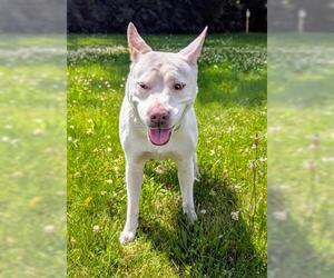 American Pit Bull Terrier-Unknown Mix Dogs for adoption in Akron, OH, USA