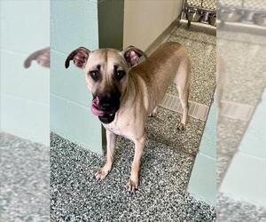 Black Mouth Cur-Unknown Mix Dogs for adoption in Salisbury, NC, USA