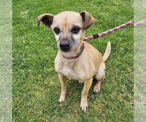 Chihuahua-Unknown Mix Dogs for adoption in Camarillo, CA, USA