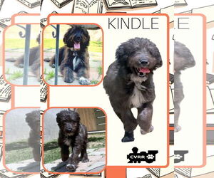 Poodle (Standard)-Unknown Mix Dogs for adoption in Lindsay, CA, USA