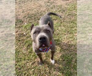 Mutt Dogs for adoption in Tulsa, OK, USA