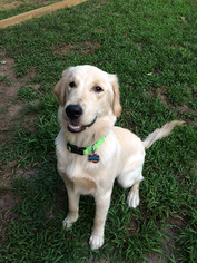 Golden Retriever Dogs for adoption in Matawan, NJ, USA