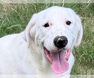 Labrador Retriever-Unknown Mix Dogs for adoption in Wetumpka, AL, USA