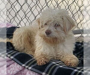 Mutt Dogs for adoption in Ventura, CA, USA