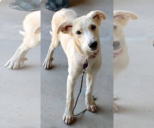 German Shepherd Dog-white german shepherd Mix Dogs for adoption in Phoenix, AZ, USA