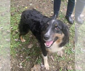 Australian Shepherd Dogs for adoption in Amherst, OH, USA