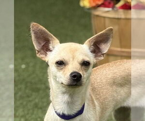 Chihuahua Dogs for adoption in Canton, CT, USA
