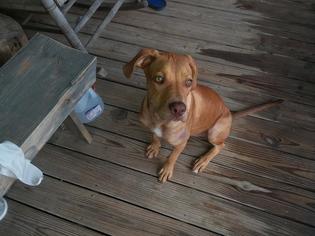 Labrador Retriever-Unknown Mix Dogs for adoption in Eastman, GA, USA