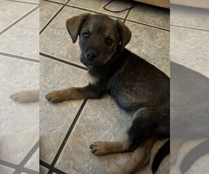 German Shepherd Dog-Huskies  Mix Dogs for adoption in Chama, NM, USA