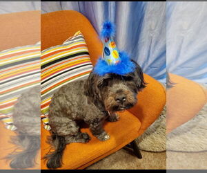 Shih Tzu-Unknown Mix Dogs for adoption in Chandler, AZ, USA