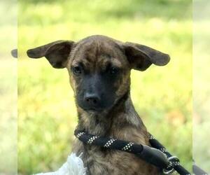 Dachshund-Unknown Mix Dogs for adoption in Yardley, PA, USA