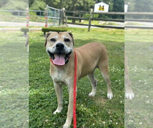 Labrador Retriever-Unknown Mix Dogs for adoption in Rockaway, NJ, USA