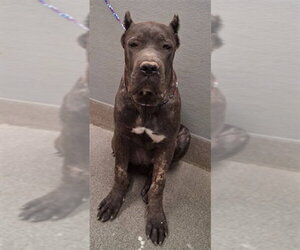 Mastiff-Unknown Mix Dogs for adoption in Las Vegas, NV, USA