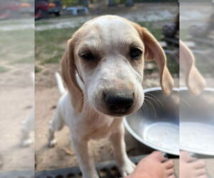 Beagle-Unknown Mix Dogs for adoption in Foristell, MO, USA