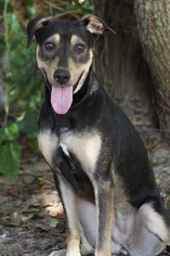 Shepweiller Dogs for adoption in Pensacola, FL, USA