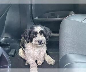 Poodle (Toy)-Unknown Mix Dogs for adoption in Pasadena, CA, USA