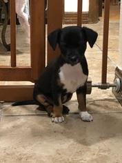Medium Photo #1 Dachshund Puppy For Sale in Osteen, FL, USA