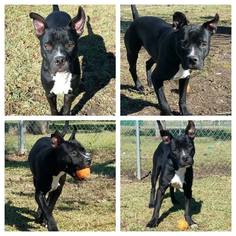 American French Bull Terrier Dogs for adoption in Lake Jackson, TX, USA