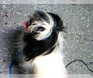 Maltese Dogs for adoption in Atlanta, GA, USA