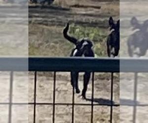 Plott Hound Dogs for adoption in San Antonio, TX, USA