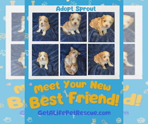 Mal-Shi Dogs for adoption in Plantation, FL, USA