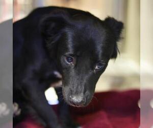 Border Collie-Unknown Mix Dogs for adoption in San Antonio, TX, USA